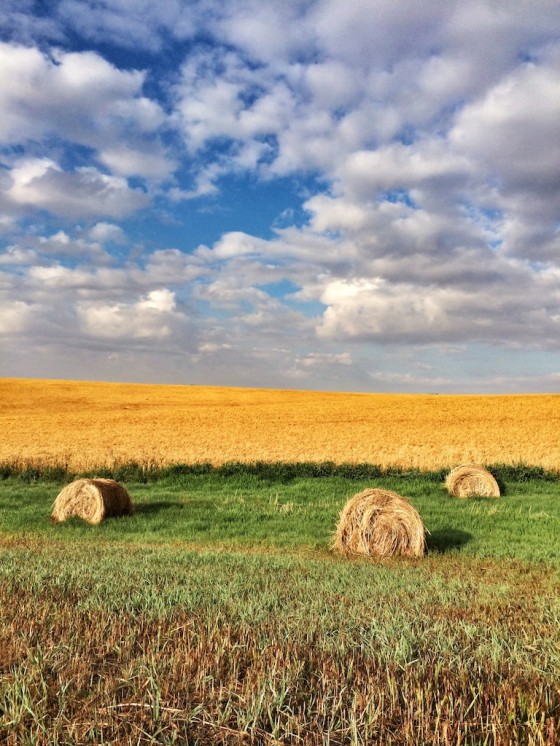The wheatfields of the Palouse region of Washington State :: homemadehome.com