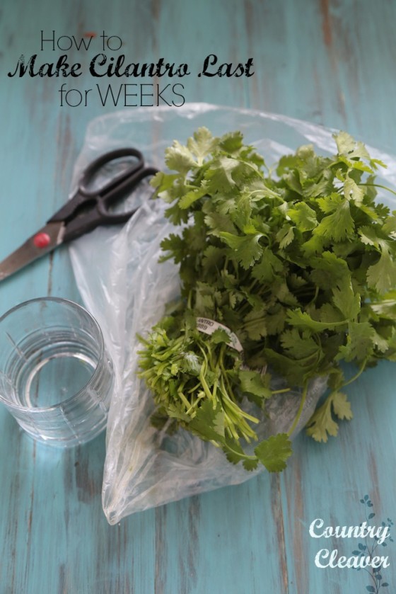 How to Make Cilantro Last for WEEKS! - It's so simple, and it will stay fresh in the fridge for ages!!
