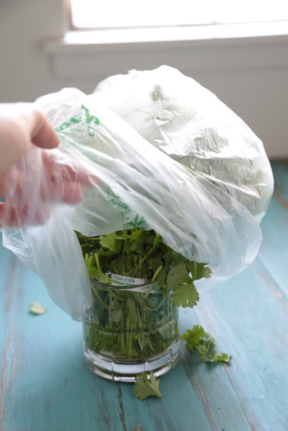 How to Make Cilantro Last for WEEKS! - It's so simple, and it will stay fresh in the fridge for ages!