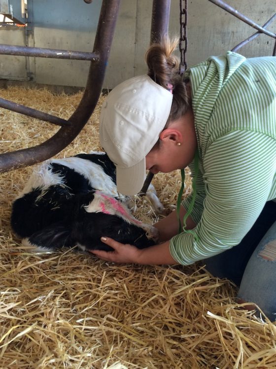 Nothing will make you melt like cuddling a brand new baby cow. - homemadehome.com